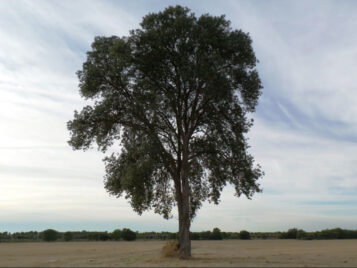 Fresna from Sancti-Spíritus, Salamanca, Spain