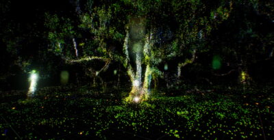 Testing Sinfonía Biótica: Immersive Field Research at MolinoLab