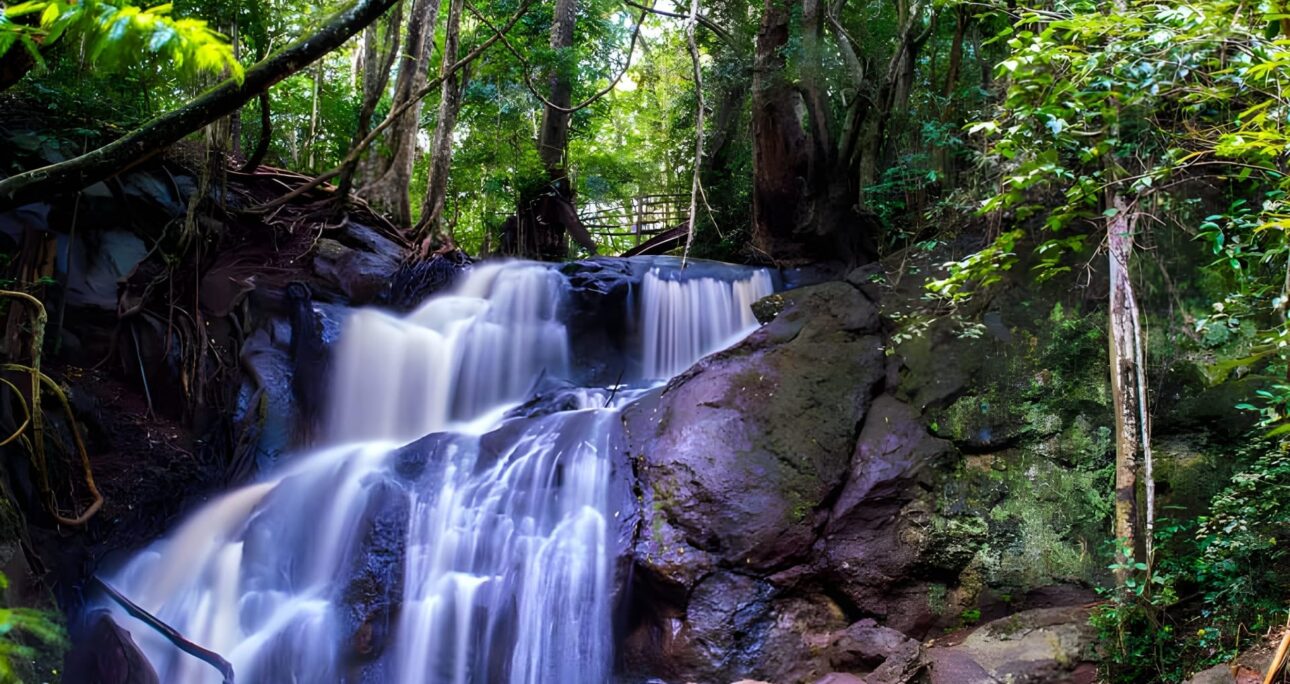 Karura Forest: An Urban Green Sanctuary in Nairobi
