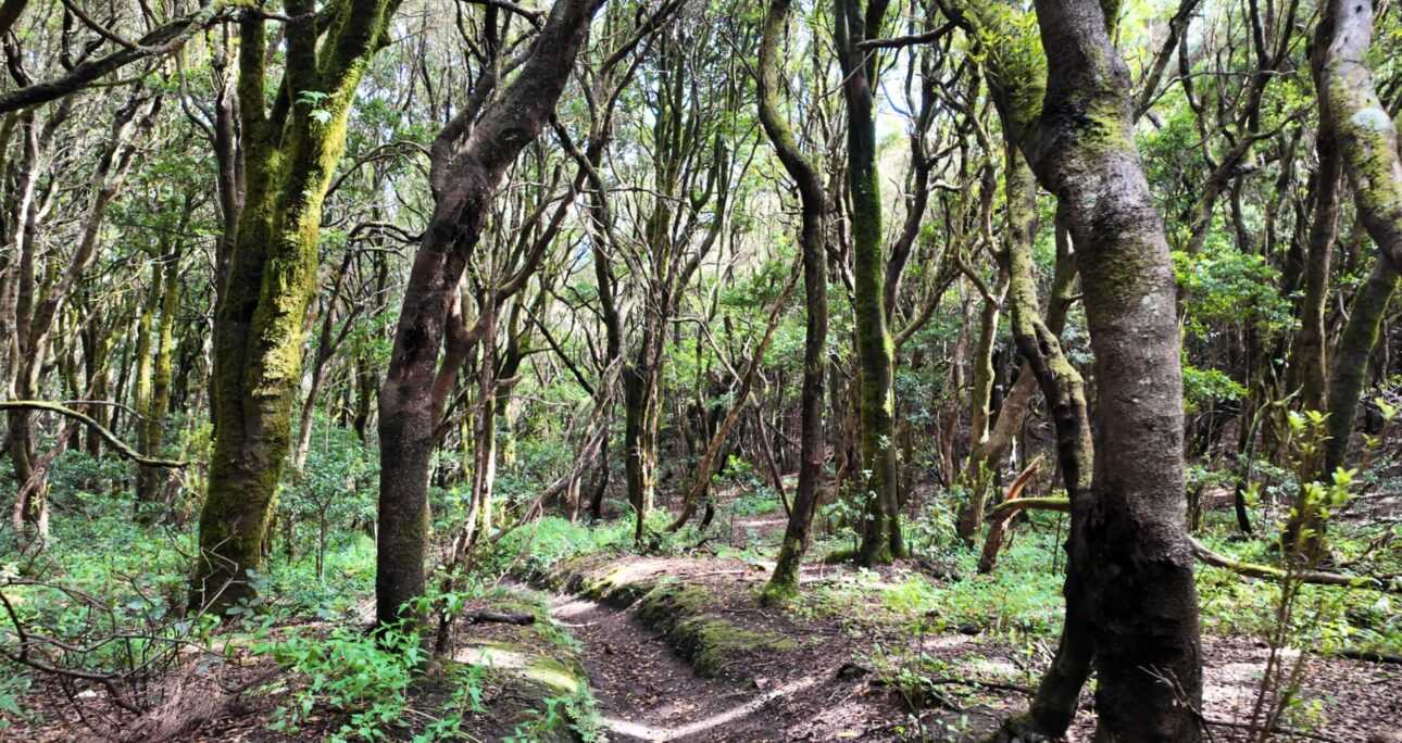 The Anaga Laurisilva: A Living Fossil Forest