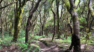 The Anaga Laurisilva: A Living Fossil Forest