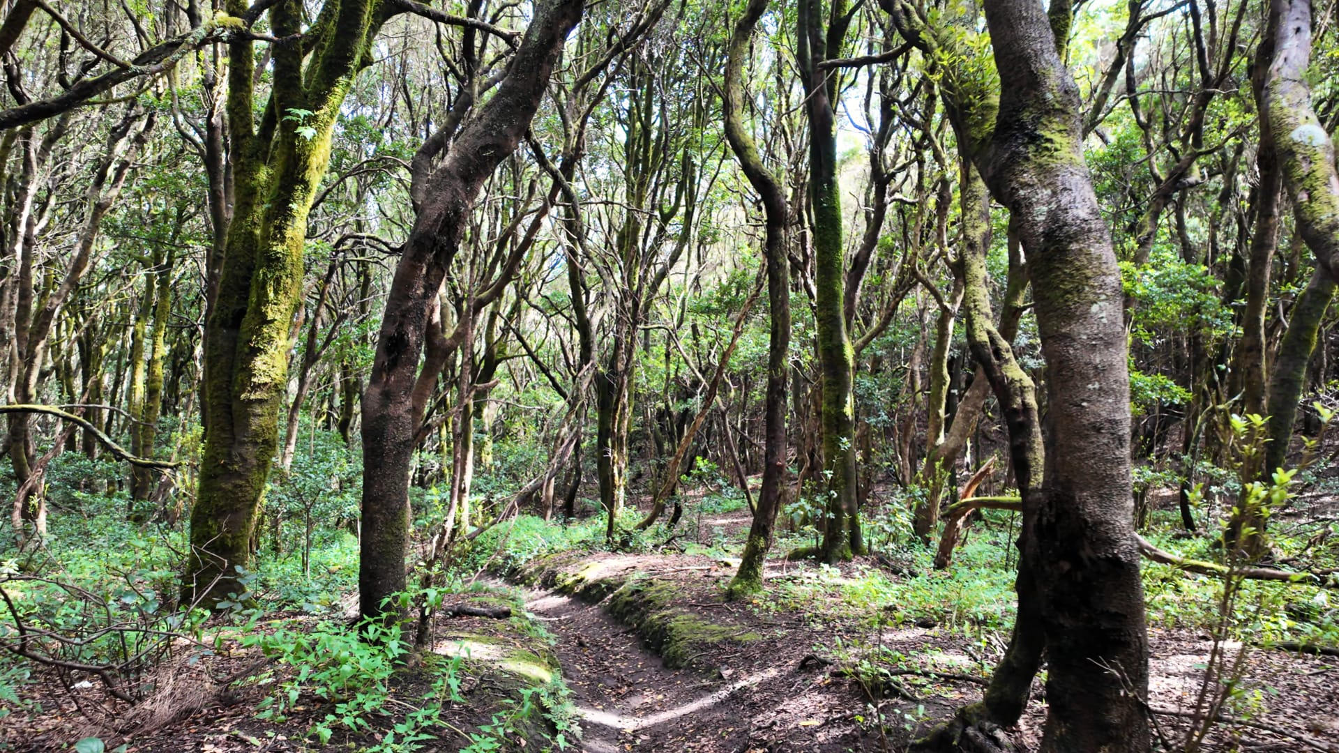 The Anaga Laurisilva: A Living Fossil Forest