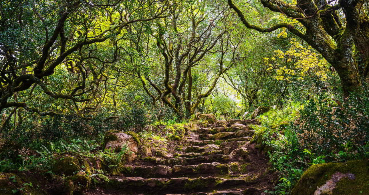 The Buçaco Forest: A Sacred Arboretum and Living Museum