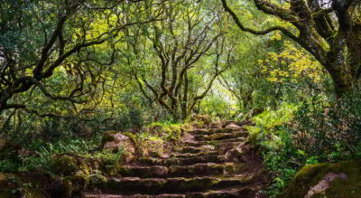 The Buçaco Forest: A Sacred Arboretum and Living Museum