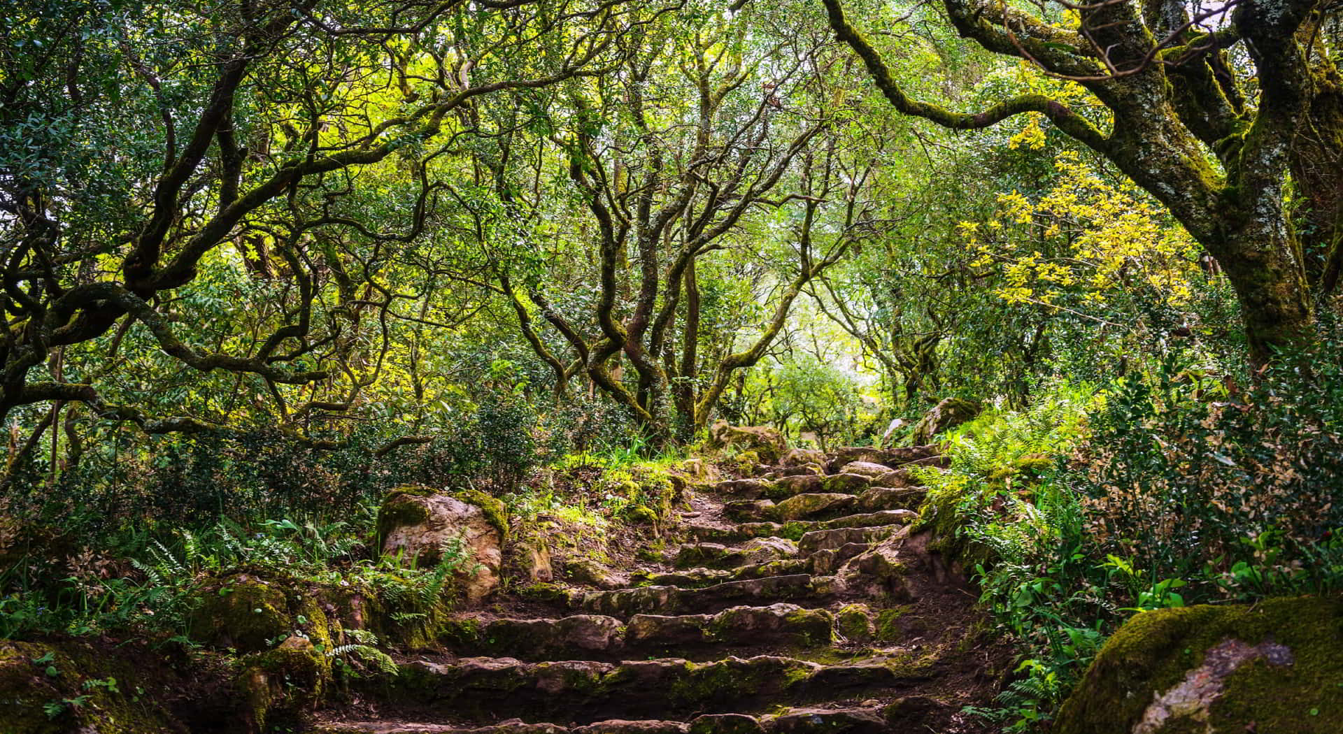 The Buçaco Forest: A Sacred Arboretum and Living Museum
