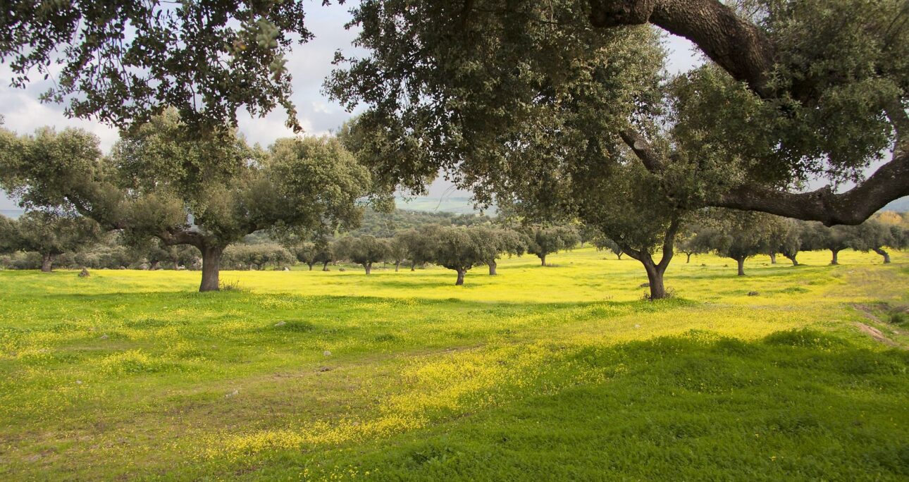 The Dehesa of Salamanca: A Cultural Landscape of Millennium-Old Oaks