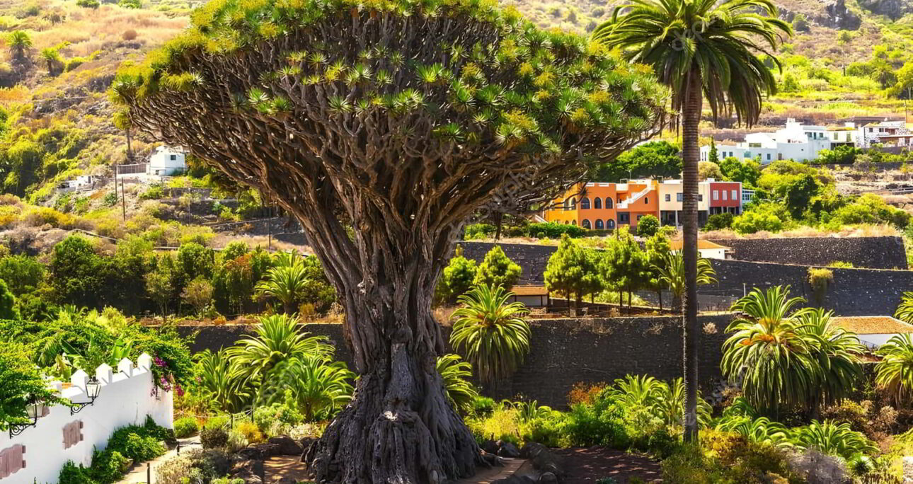 The Drago Milenario de Icod de los Vinos: Tenerife’s Living Dragon