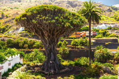 The Drago Milenario de Icod de los Vinos: Tenerife’s Living Dragon