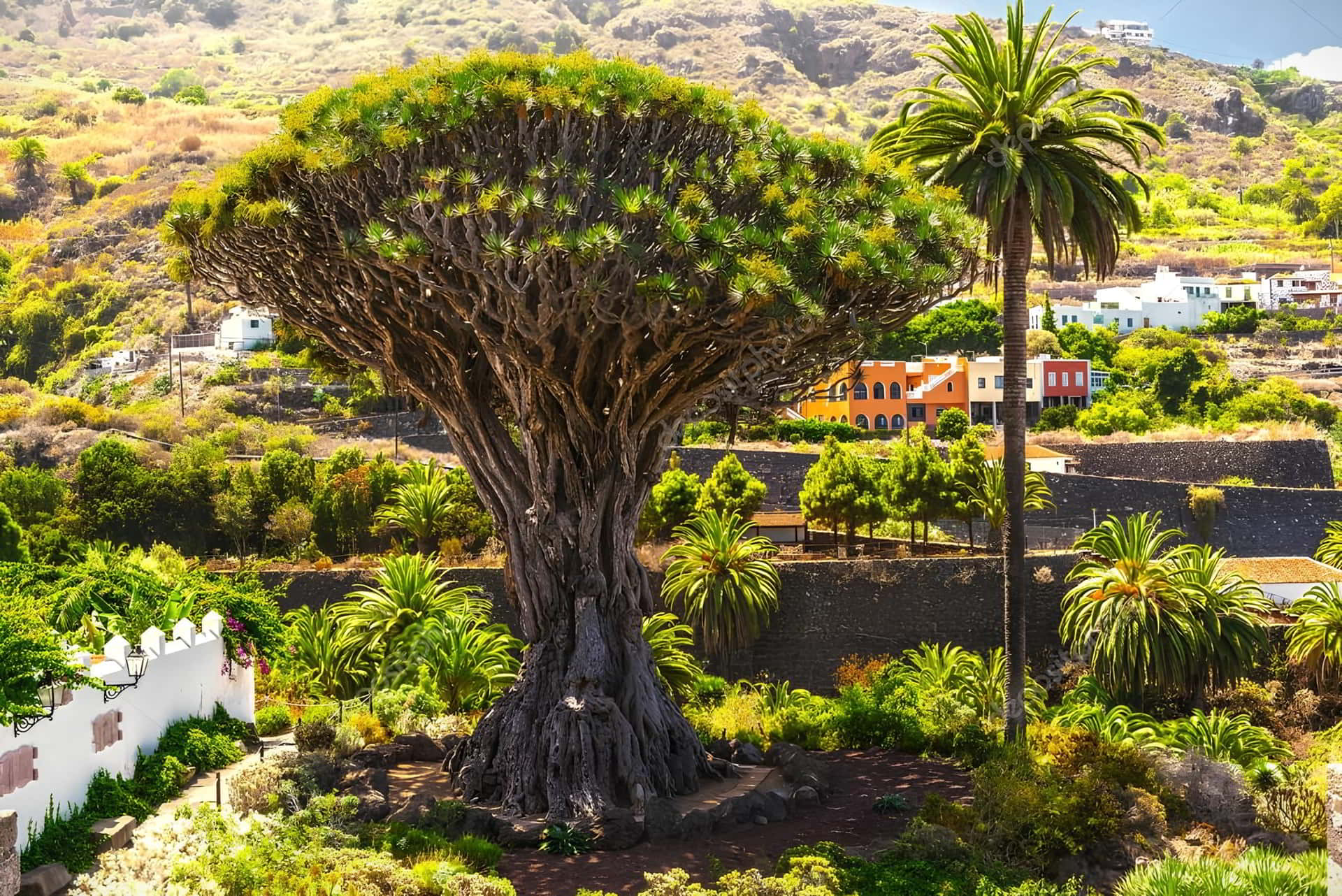 The Drago Milenario de Icod de los Vinos: Tenerife’s Living Dragon