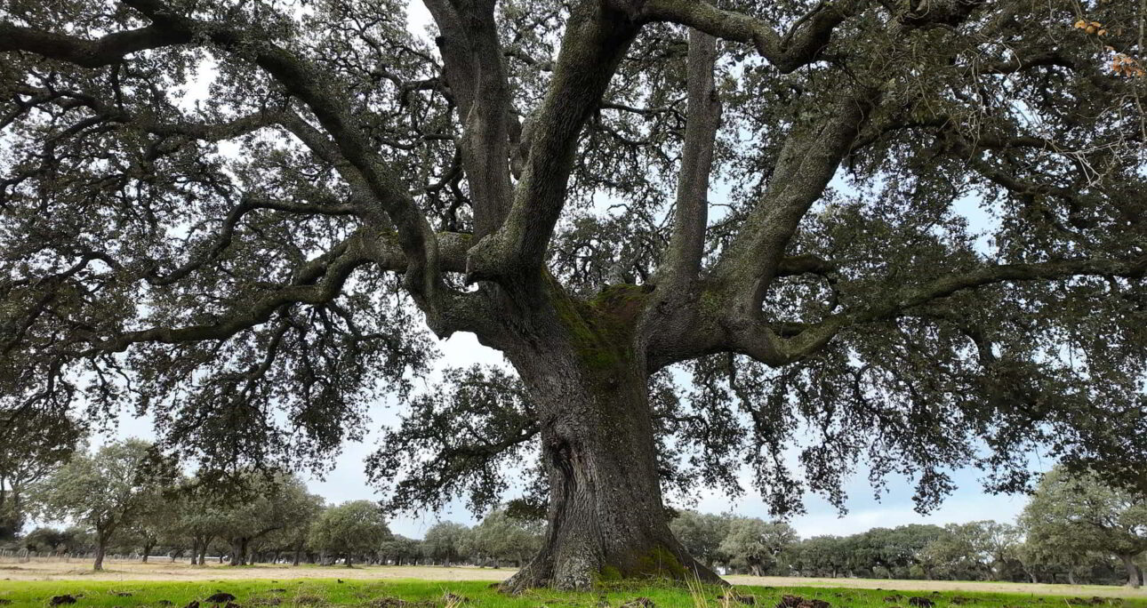 Encina del Águila, Salamanca, Spain