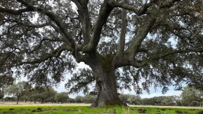 Encina del Águila, Salamanca, Spain