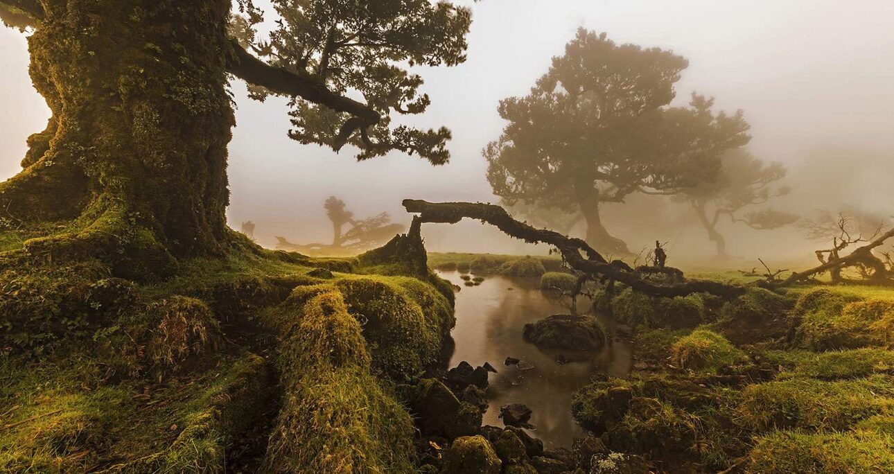 The Fanal Forest: A Mist-Shrouded Realm of Ancient Laurels