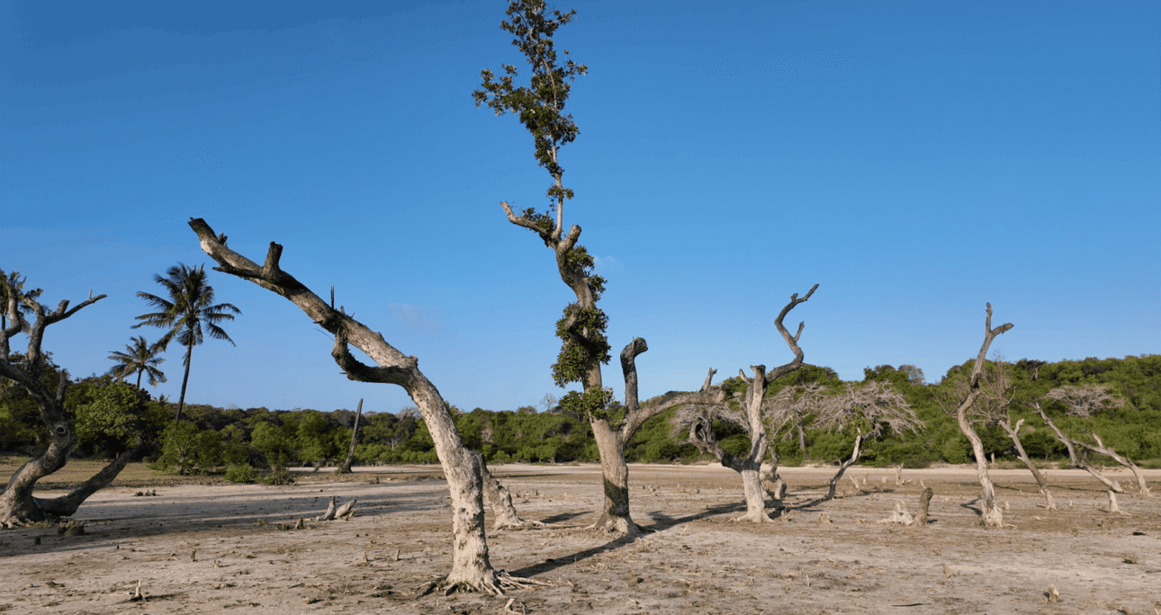 Kilifi Creek Mangrove Forest: A Coastal Lifeline