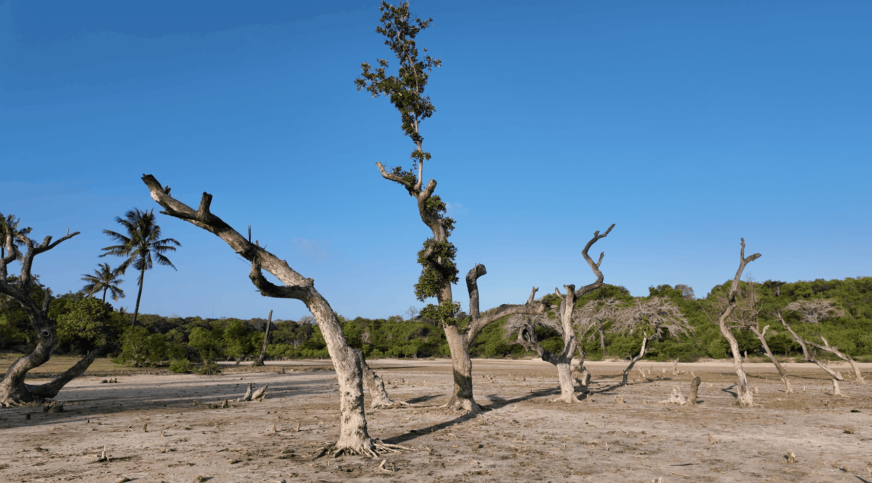 Kilifi Creek Mangrove Forest: A Coastal Lifeline