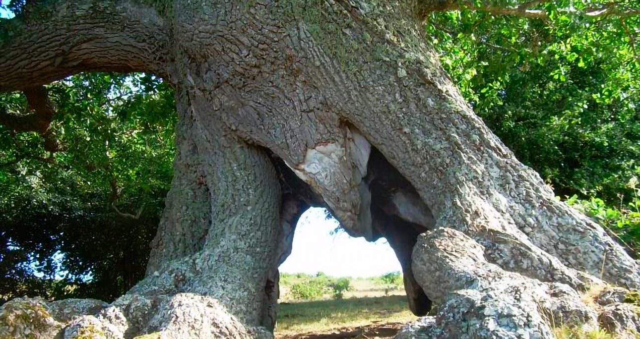 The Roble Sesteadero: A Millennial Witness in the Alfoz de Santa Gadea