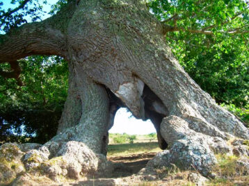 The Roble Sesteadero: A Millennial Witness in the Alfoz de Santa Gadea