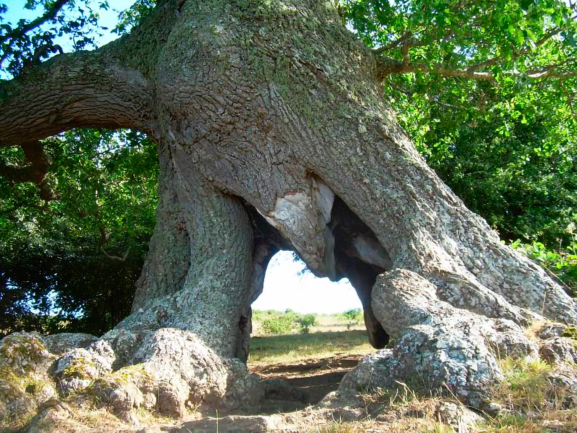 The Roble Sesteadero: A Millennial Witness in the Alfoz de Santa Gadea